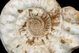 Massive, Jurassic Ammonite (Kranosphinctes?) Fossil - Madagascar #175781-3